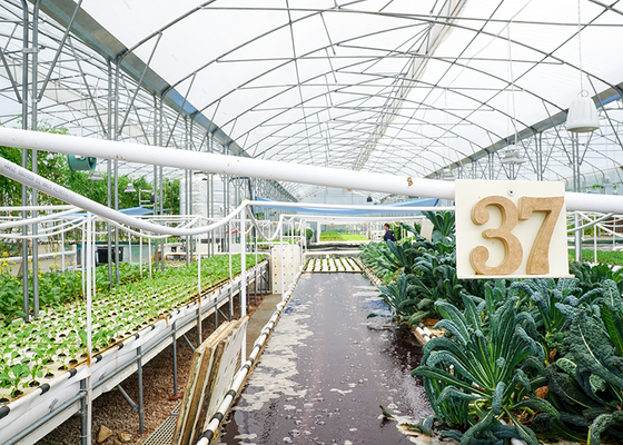 DWC deep water culture Hydroponics System Vertical Hydroponic For Agriculture