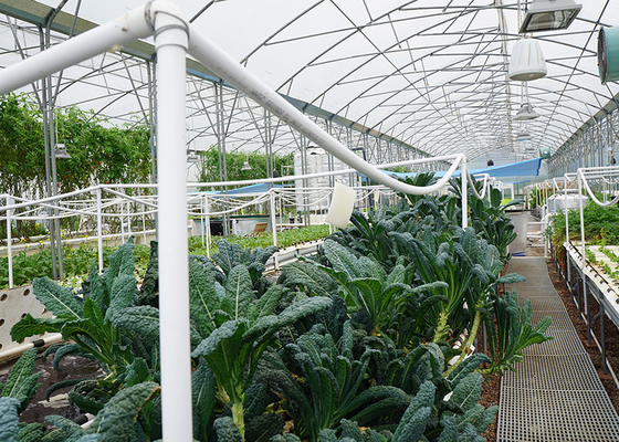 DWC deep water culture Hydroponics System Vertical Hydroponic For Agriculture