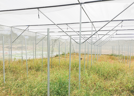 Multi Span Shade Net Greenhouse Rustproof For Strawberry And Mushroom