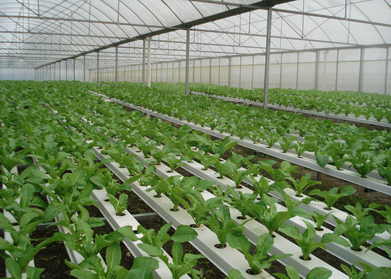 Commercial NFT Single Hydroponic System Growing Vegetable with Film Cover
