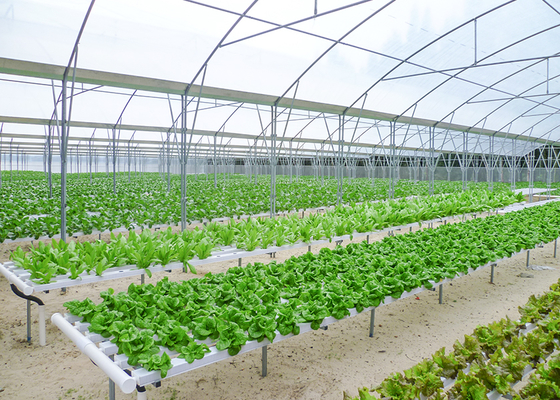 Commercial NFT Single Hydroponic System Growing Vegetable with Film Cover