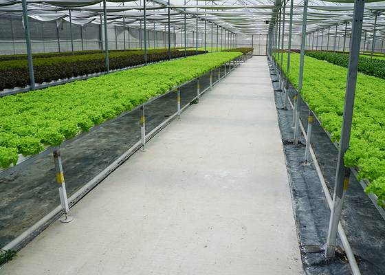 Commercial NFT Single Hydroponic System Growing Vegetable with Film Cover
