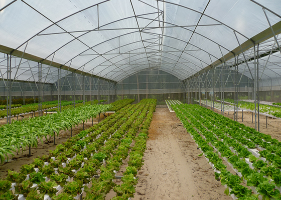 Commercial NFT Single Hydroponic System Growing Vegetable with Film Cover