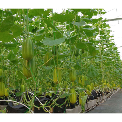 Hot Dipped Galvanized Steel Pipe Greenhouse Vent for Open Ventilation and Ridge Roof