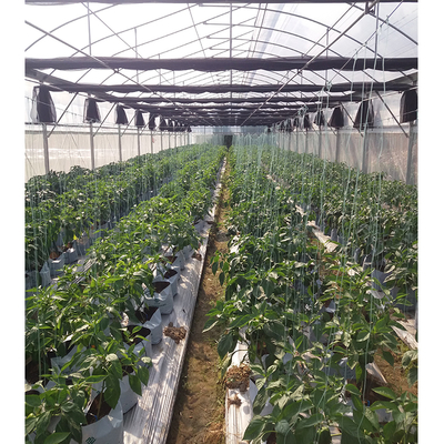2-5m Shoulder Height High Tunnel Sawtooth Greenhouse for Commercial Plant Cultivation