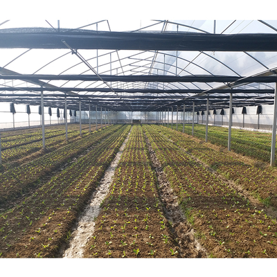 2-5m Shoulder Height High Tunnel Sawtooth Greenhouse for Commercial Plant Cultivation