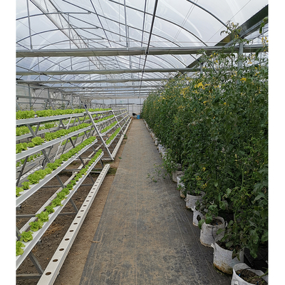2-5m Shoulder Height High Tunnel Sawtooth Greenhouse for Commercial Plant Cultivation