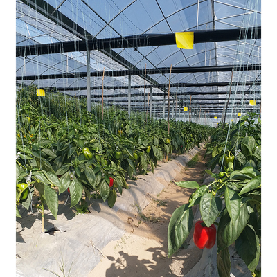 Vegetable Cultivation Plastic Tunnel Greenhouse 12m Width Single Layer
