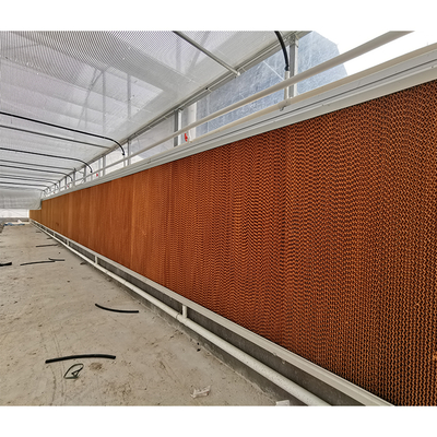 Vegetable Cultivation Plastic Tunnel Greenhouse 12m Width Single Layer