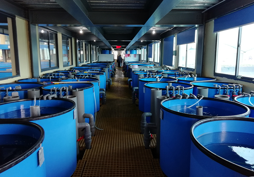 Recirculation Containers 30m Recirculating Aquaculture System for Fish & Shrimp Farming
